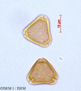 Psidium guajava - lame n° 47100